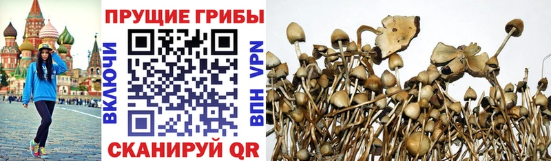 мега как зайти  цены   Родники  Псилоцибиновые грибы MAGIC MUSHROOMS 